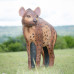 Wildcrete Hyena
